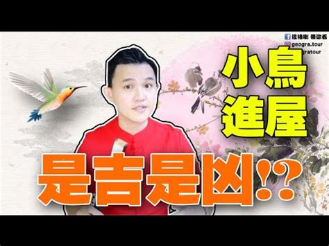 夢見鳥入屋|夢見鳥飛進屋子裡